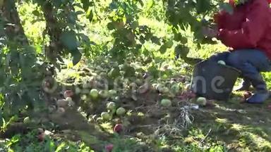 工人在<strong>苹果</strong>树种植园收获新鲜<strong>苹果</strong>。 4K
